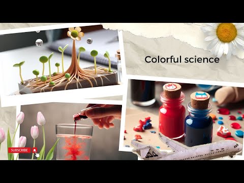 'Fun water experiment / capillary action /science learning stories