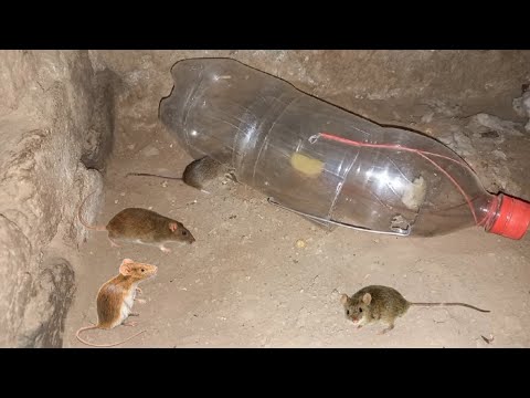 Plastic Bottles Mouse Trap | How To Make Mouse Trap Easy | ​⁠