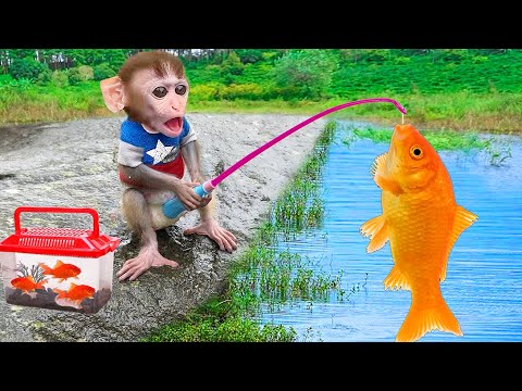 Baby Monkey Chu Chu Goes Fishing By The Stream And Eats Fruit With Puppies In  Garden