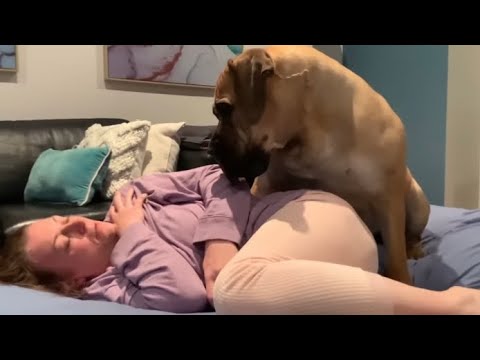 Big Boerboel Looks at Her Mumma I&rsquo;m not a Horse