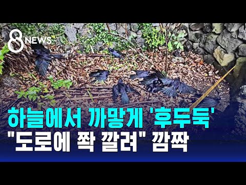 요란한 소리 내며 '후두둑'...제주 도로 뒤덮은 정체 / SBS 8뉴스