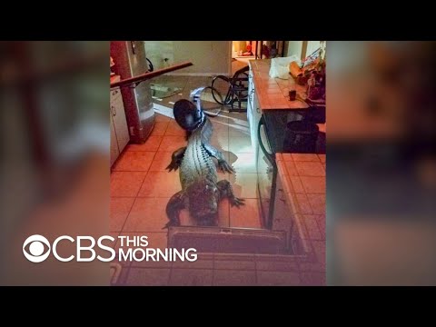 11-foot alligator breaks into Florida home