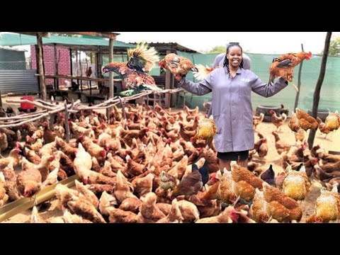 From Being a Nurse to Chicken Princess on the Smallest Space