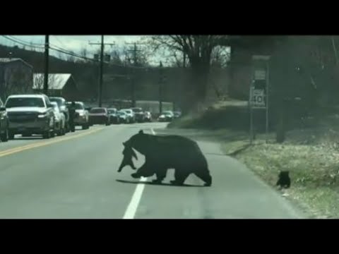 Mama bear crossing the road with cubs video gives moms everywhere all the feels