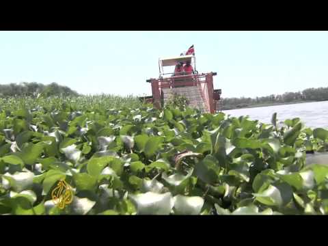 Kenya fights weed plague in Lake Victoria