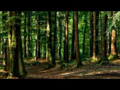 natural sounds of the forest