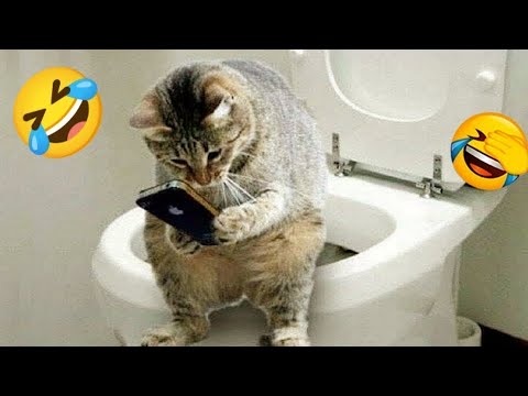 Try Not To Laugh 2024 😍 Funniest Cutest Cats and Dogs 🐱🐶 Part 05