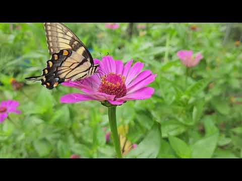 Zinnias' Flock of Tiger Swallowtail Butterflies 🦋 🌸