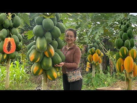 Harvesting papaya fruit gardens to sell at the market, garden &amp; cook