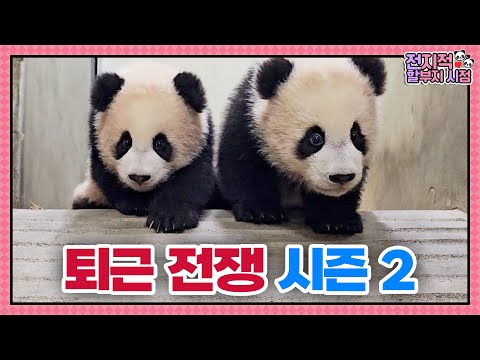 (SUB) Daily Life Of Twin Baby Pandas Preparing For Going Outside🐼│Panda World