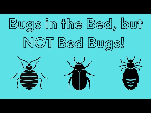 What are Some Bugs in the Bed That Are NOT Bed Bugs?