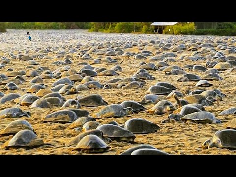 Raising Millions of Softshell Turtle for Meat - Softshell Turtle Farming and Harvesting Technique