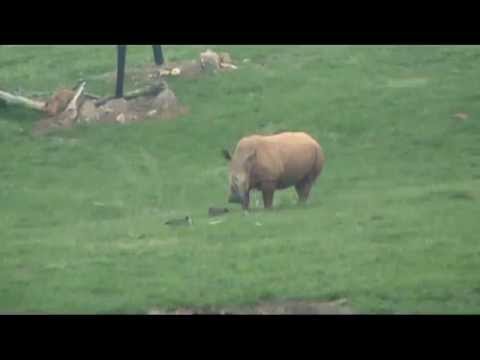 Rhino VS. Geese