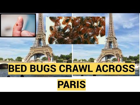 Paris shivers with bedbugs