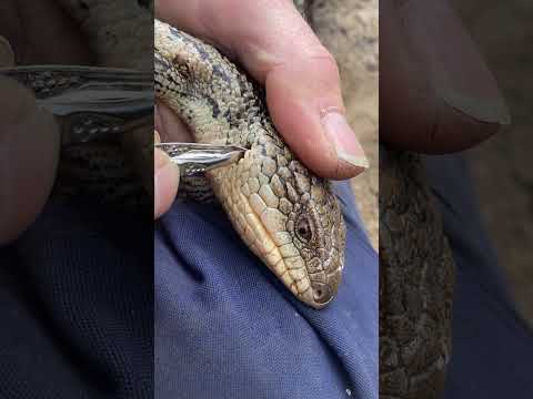 Removing paralysis ticks from a feisty Blue Tongue Lizard.