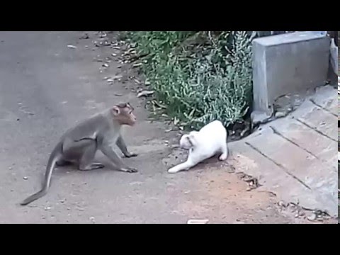 Cat vs. Monkey: Cat Attacked By Monkey In Real Fight | New Video 2015