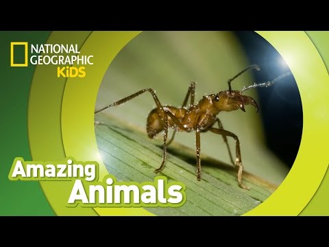 Army Ant ? | Amazing Animals