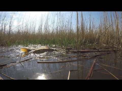 A szőke t&oacute; - A Tisza-t&oacute; hat &eacute;vszaka - első r&eacute;sz