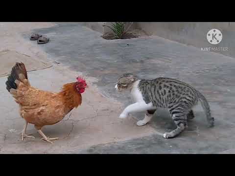 Rooster Vs Cat real fight