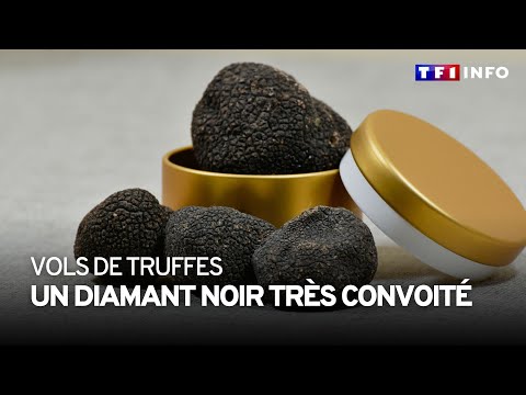 Vols de truffes : un diamant noir tr&egrave;s convoit&eacute;