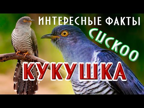 Кукушка интересные факты 