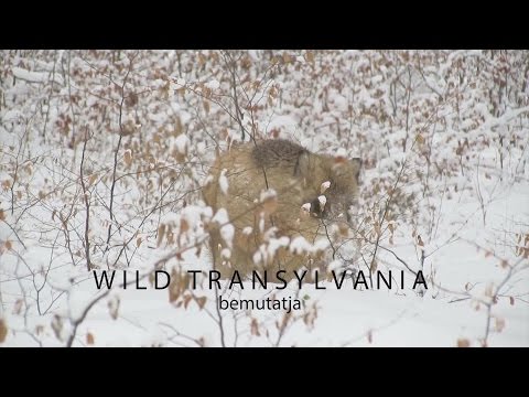 Erdei &aacute;lom ,első r&eacute;sz- Wild Transylvania film