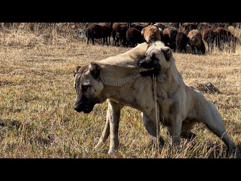 K&Uuml;&Ccedil;&Uuml;K K&Ouml;PEK BELALI &Ccedil;IKTI - YILDIRIM YANİ BAŞIMIZDA D&Uuml;ŞT&Uuml; - CEMAL DAYI TALİHSİZ BİR KAZA GE&Ccedil;İRDİ