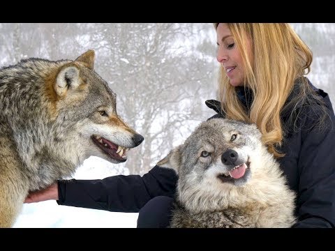 LARGE NORWEGIAN WOLVES - BITE, FIGHT &amp; FLIGHT