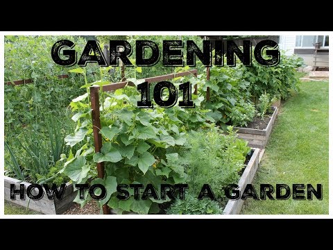 Gardening 101:  How To Start A Garden