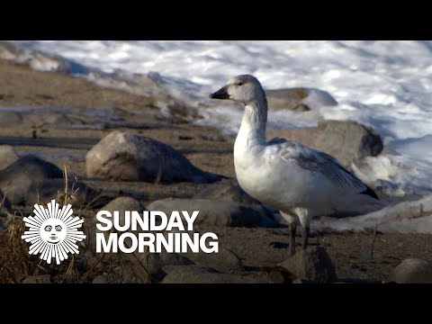 Nature: Snow geese in South Dakota