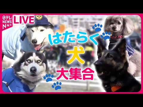 【どうぶつまとめ】『はたらく犬ニュース』 &ldquo;お手柄&rdquo;警察犬2匹と指導士を表彰 / 行方不明になった小学生を発見！警察犬2匹「ジャーキー」で表彰　など――動物ニュースライブ（日テレNEWS LIVE）