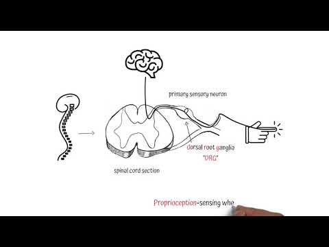 Episode 2: Sensory Neurons