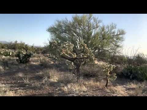 ASMR Evening Relaxation in the Sonoran Desert to help you sleep/ relax