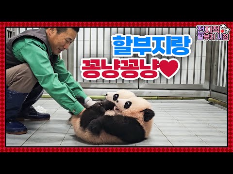 (SUB) Baby Twin Pandas And Zookeeper Grandpa's Happy Time?│Panda World