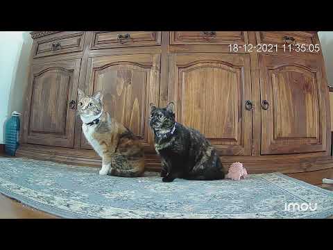 My cats react to the earthquake - North Italy