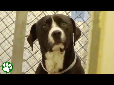 Shelter dog realizes he&rsquo;s been adopted