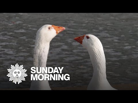 A geese love story