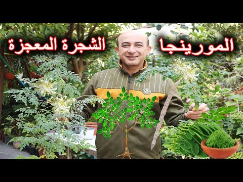 فوائد المورينجا و طرق استخدامها و زراعة و رعاية شجرة المورينجا