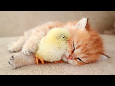 Kitten sleeps sweetly with the Chicken 🐥