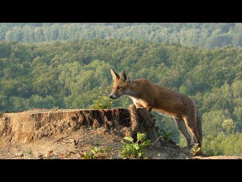 Kelet &eacute;s nyugat magyar term&eacute;szetfilm