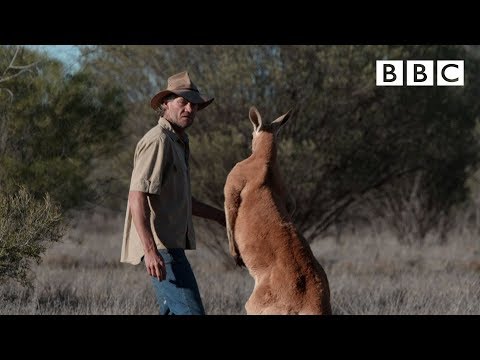 Don't mess with Roger the Kangaroo! | Kangaroo Dundee - BBC