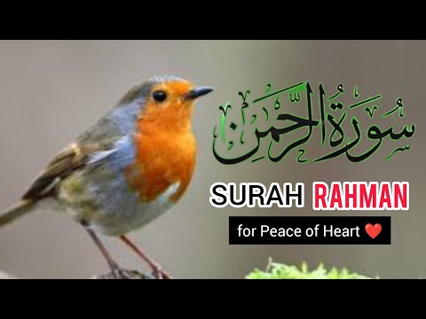 Surah Al Rahman &amp;amp; Amazing Tilawat with Beautiful Visuals Of Birds | سورۃ الرحمان By Qari Javed Quran