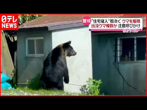 【熊】11月だけで13件&hellip;&ldquo;住宅進入&rdquo;相次ぐ　北海道・羅臼町