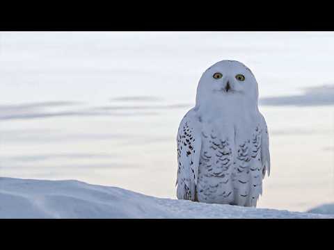 Snowy Owl