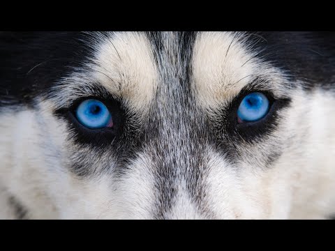 Top Ten Dog Breeds that are Closest to Wolves