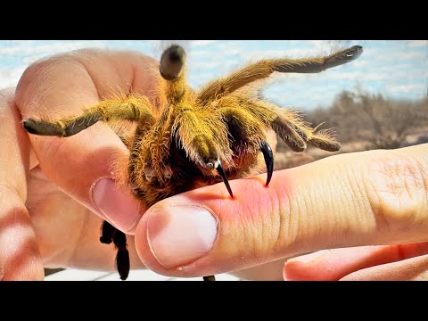 BITTEN by a Tarantula!