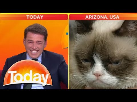 'Look at that cat!': Reporter can't stop laughing at Grumpy Cat | Today Show Australia