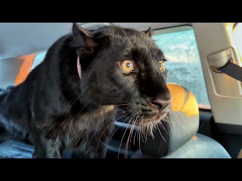 Panther Luna went to the village 😸(ENG SUB)