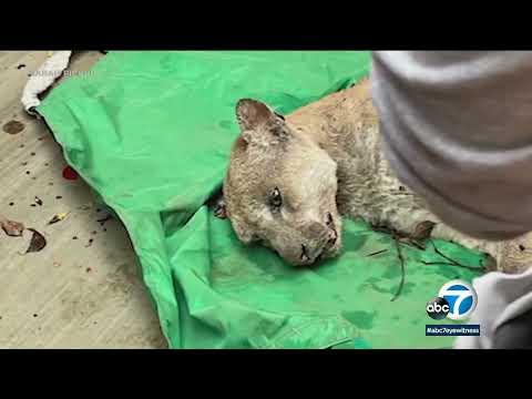 Mountain lion P-22 unlikely to be released back into the wild