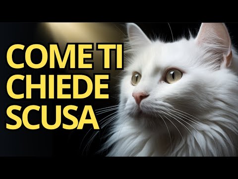 😽 In che modo i gatti si scusano con gli umani? | Spiritualità Felina 🐾